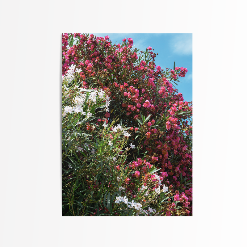[postcard] bloom #3